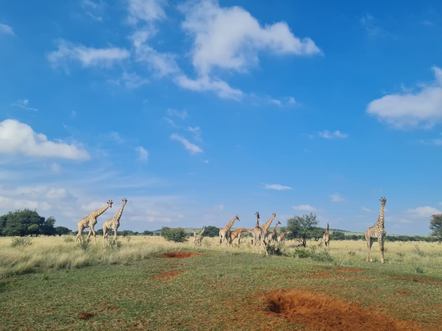 Commercial Property for Sale in Boshof Rural Free State